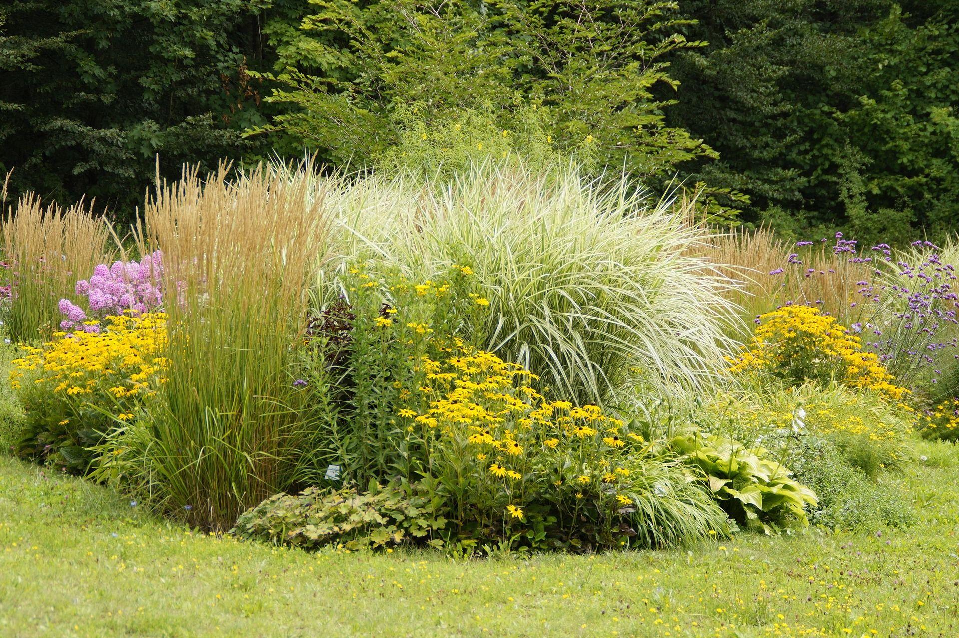 Naturnahe Gartenbepflanzung mit hohen goldenen Ziergräsern, leuchtend gelben Blüten, lila Wildblumen und verschiedenen Stauden vor einem grünen Waldhintergrund, angelegt als pflegeleichtes Staudenbeet auf einer Rasenfläche.