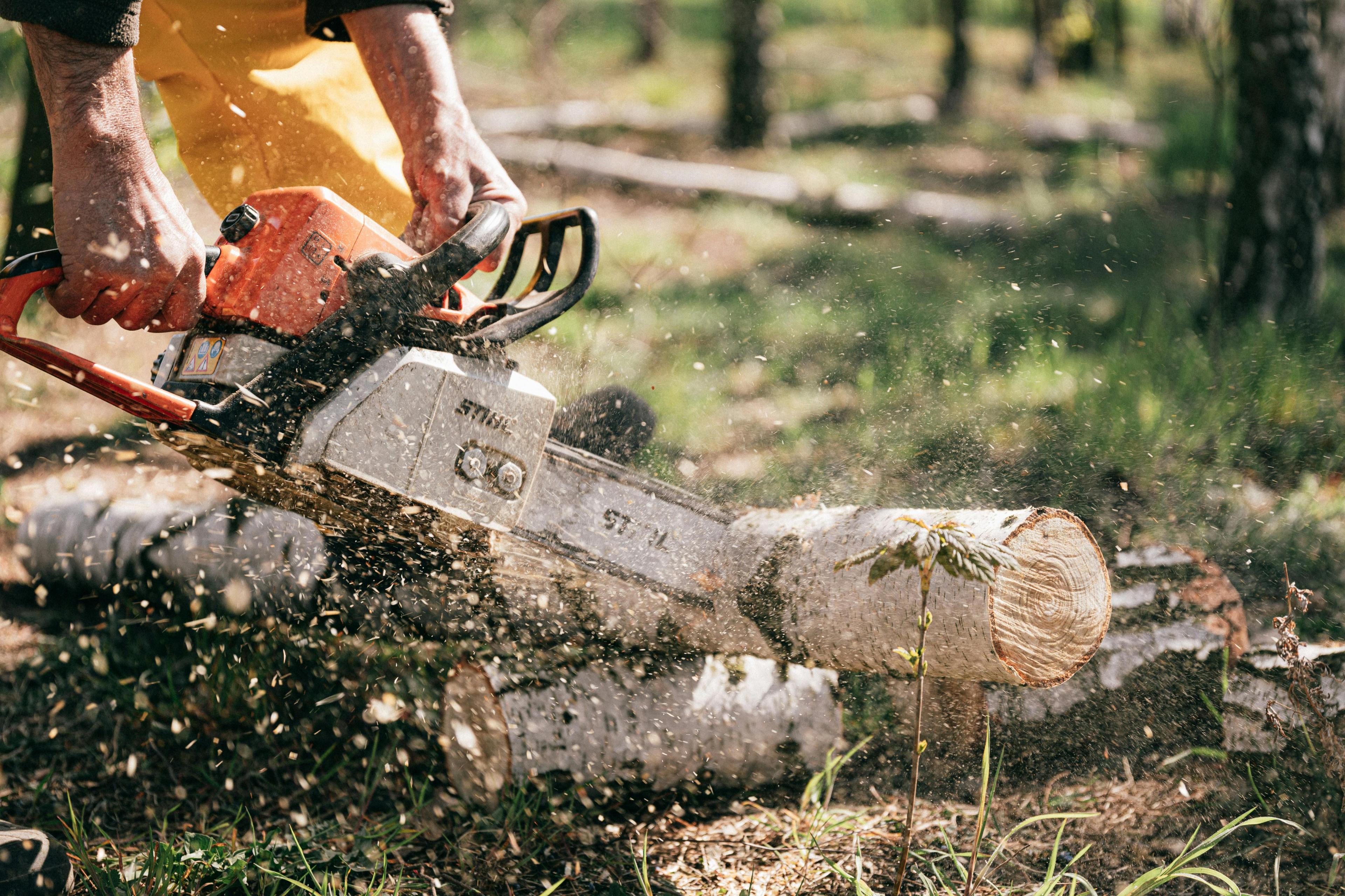 Nahaufnahme einer orange-roten Stihl-Kettensäge beim Schneiden eines Baumstamms, mit fliegenden Holzspänen und Sägemehl in der Luft, während Hände das Gerät fest im Griff haben in einer Waldumgebung.