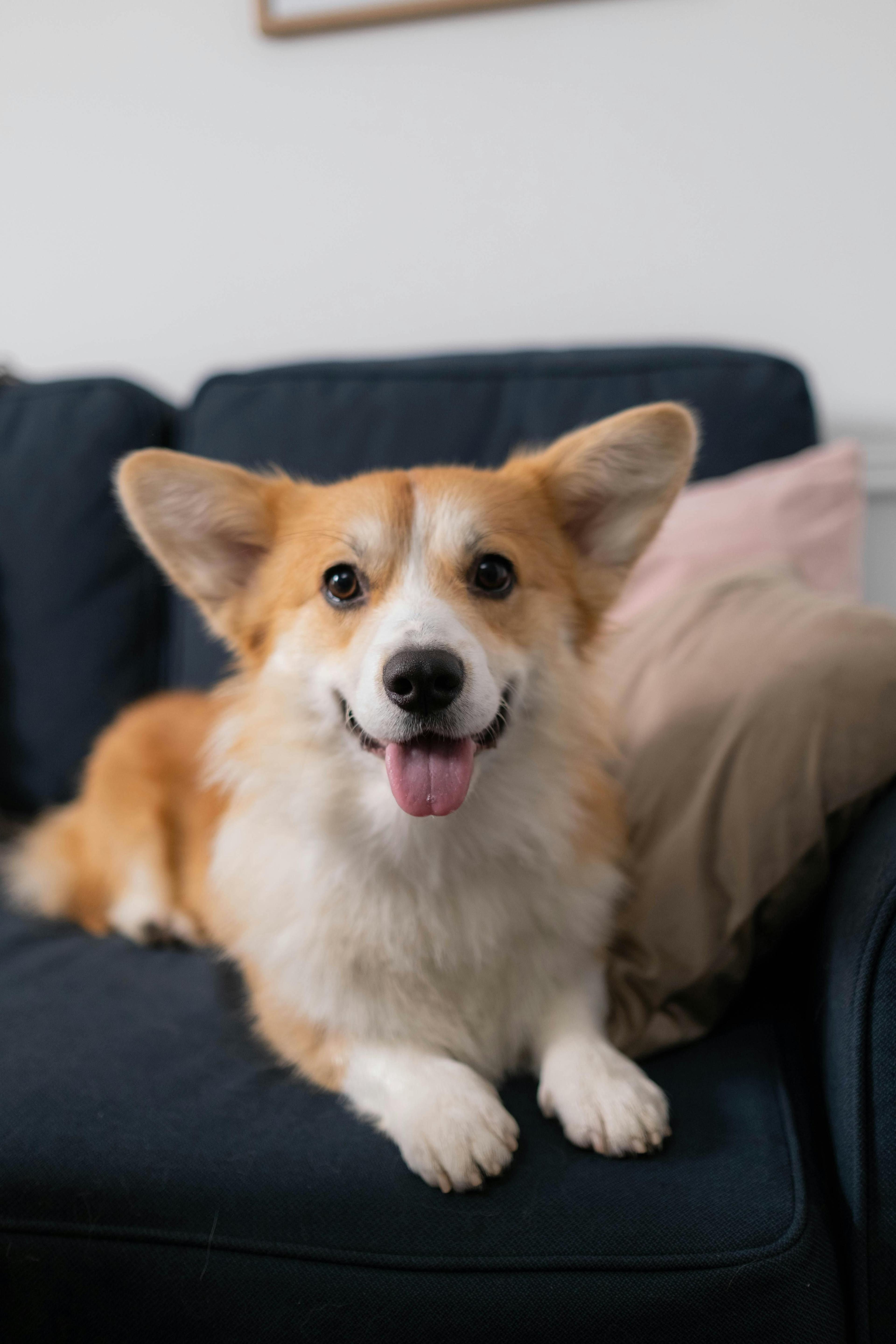 Fröhlicher Corgi mit orange-weißem Fell sitzt mit heraushängender Zunge auf dunkelblauem Sofa mit rosa Kissen
